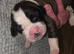 Saint Bernard Puppies For Sale