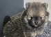 Pomeranian puppies