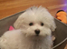 Maltese xxs