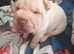 5 beautiful shar pei pups