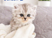 **Last One** Beautiful litter of Persian kittens, PKD Neg