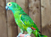 Blue fronted Amazon