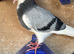 Pigeons for sale