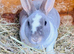 2 Rex rabbits and hutch