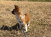 Beautiful Small Chihuahua Female
