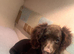 Cocker spaniel girl