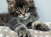 Maine coon kittens - Ready now