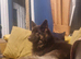 Liver German Shepherd stud