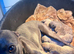 Last Whippet boy READY TO LEAVE FOR HIS NEW HOME