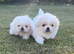 Pekingese pups