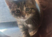 Last tabby boy