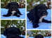 Beautiful Terrier Mix Puppies – Family Bred & Raised