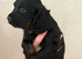 2x cockerspaniel pups