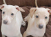 Cream and fawn Italian Greyhound puppies KC Reg