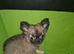Quality KC Registered puppies