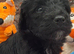 Beautiful F1b mini goldendoodles