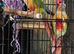 Beautiful Pineapple Conures
