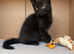 Beautiful playful kitten looking for his forever home