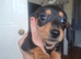 Last girl Miniature Dachshund