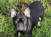 4 beautiful french bulldog