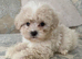 Beautiful Shihpoo Puppies