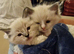 Adorable Ragdoll Kittens Looking For A New Home