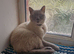 Gorgeous Siamese female cat