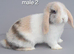 Mini lop rabbits ready now