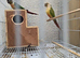 A pair of conures proven breeding