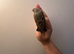 Gray Singing Finch 2025