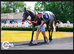 (GBB) Racehorse Shares