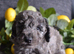 Miniature poodle pups
