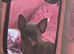 Chihuahua puppy female