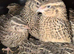 Japanese and Italian coturnix quails