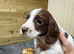 Sprocker