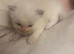 Ragdoll Kittens