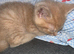 Ginger boy