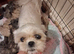 Beautiful shih tzu puppies