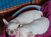 Ready Now: Fully Vaccinated & Premium DNA-Tested French Bulldog Puppies