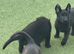 GSD PUPPIES