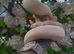 blue eyed lecustic royal python