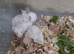 Fancy mice babies - Ready Now