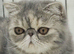 Wonderful Exotic Shorthair Female