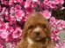 Beautiful 1st generation cavapoos