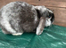 Female English lop rabbit for sale