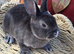 Mini Rex Kits for RESERVE