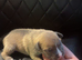 Staff x bullie pups