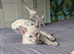 Bengal cross Siamese (BENAMESE)