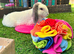 Plush mini lop
