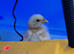 Trio of chicks - Pekin bantam and Warren hybrid chickens